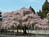 The Cherry Blossoms of Daigo-ji Temple