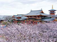 念法眞教 金剛寺の桜の写真