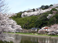 The Cherry Blossoms of Mitoyagawa Riverbed
