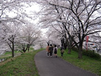 The Cherry Trees of Hii River Dike