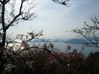太華山の桜の写真