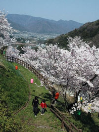 金竜山公園の写真