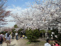 元茨木川緑地の桜の写真