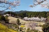 葛城山麓公園の桜の写真
