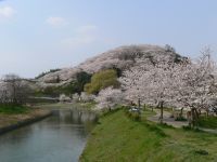 三室山（竜田公園）の桜の写真