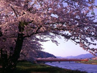 The Someiyoshino Cherry Blossoms of Hinokinai Riverbank
