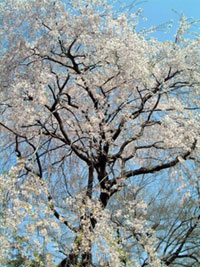 清水公園(千葉県)の写真
