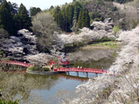 茂原公園の写真