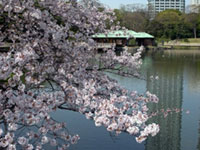 The Cherry Blossoms of Hama-rikyu Gardens