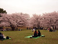 The Cherry Blossoms of Hikarigaoka Park