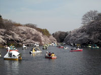 The Cherry Blossoms of Inokashira Park