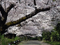 神代植物公園の写真