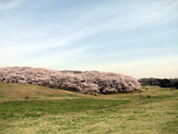 The Cherry Blossoms of Negishi Forest Park
