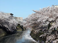 The Cherry Blossoms of Ooka River Promenade