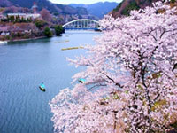 The Cherry Blossoms of Lake Sagami