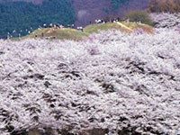 The Cherry Blossoms of Kobo Ancient Tomb