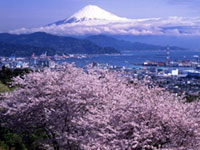 The Cherry Blossoms of Nihondaira
