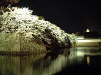 The Cherry Blossoms of Hikone Castle