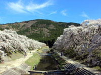 The Cherry Blossoms of Ugui River