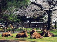 The Cherry Blossoms of Nara Park