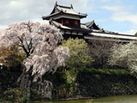 The Cherry Blossoms of Koriyama Castle Ruins