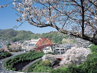 The Cherry Blossoms of Ondonoseto Park