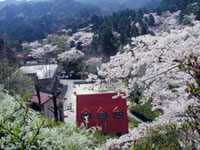 油山市民の森の写真