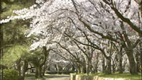 酒津公園の桜