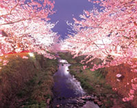一の坂川の桜の写真