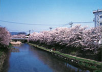 厚狭川河畔の桜