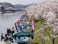 田布施川の桜の写真