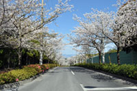 鹿児島市平川動物公園の桜の写真