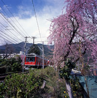 太平台 枝垂れ桜