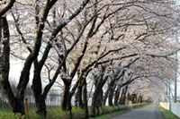 さわやかロードの桜の写真