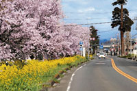 国道352号（栃木）の桜の写真