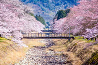 倉町野（丹波少年自然の家）の桜の写真