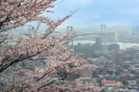 高塔山公園の桜の写真