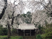 三嶋神社の桜の写真