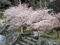 見帰りの滝の桜の写真