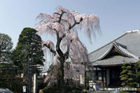 栄林寺の桜の写真