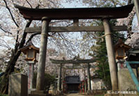 川越 熊野神社の桜の写真