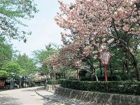 円山公園（京都府）の写真