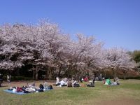 四季の森公園の桜の写真