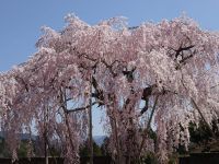 樫辻の女姫桜の写真