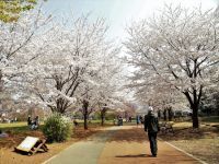西東京いこいの森公園の桜の写真