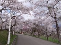 美唄市東明公園の桜の写真