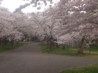 県立芦野公園の写真