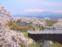 船岡城址公園の桜の写真