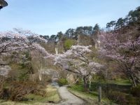 きみまち阪県立自然公園の桜の写真