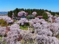 烏帽子山公園の桜の写真